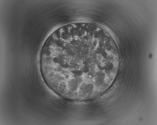 X0000116861243201001191655