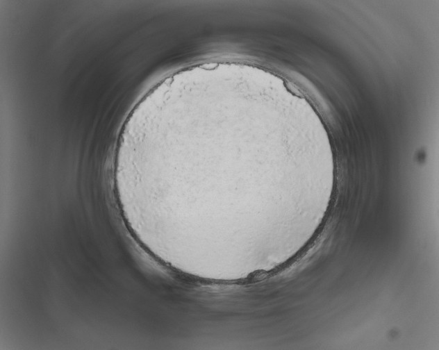 X0000116861244201001191655