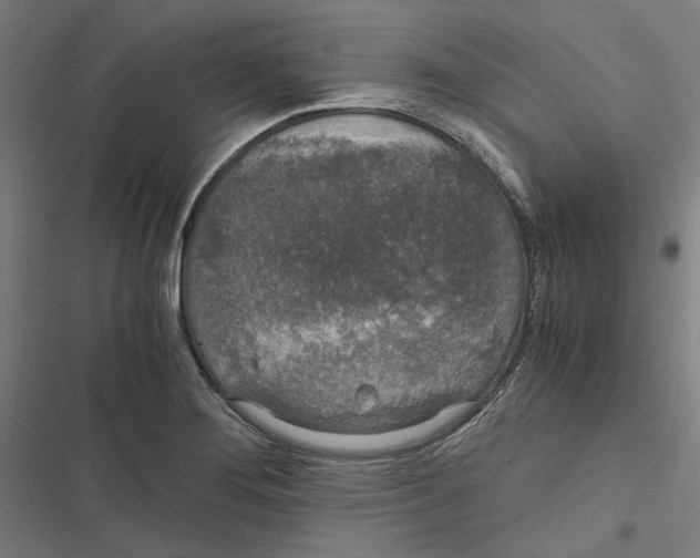 X0000116861276201001191654