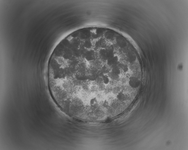 X0000116861295201001191653