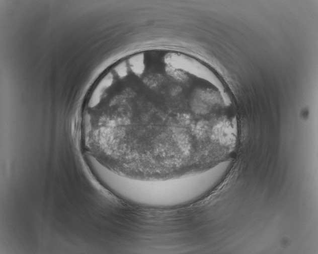 X0000116861515201001191650