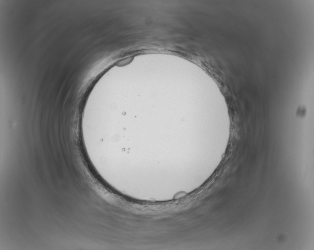 X0000116860005201002021116