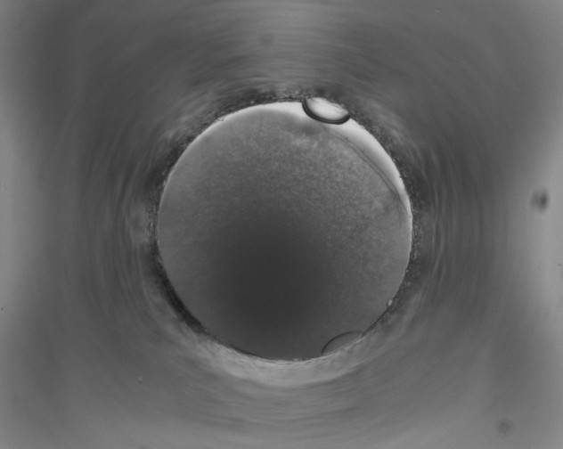 X0000116860039201002021115