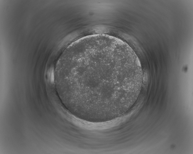 X0000116860046201002021115