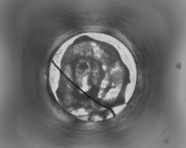 X0000116860059201002021115