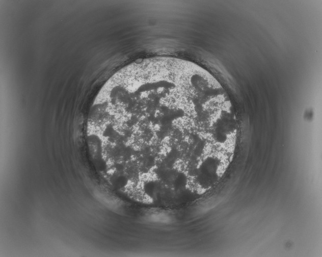 X0000116860073201002021115