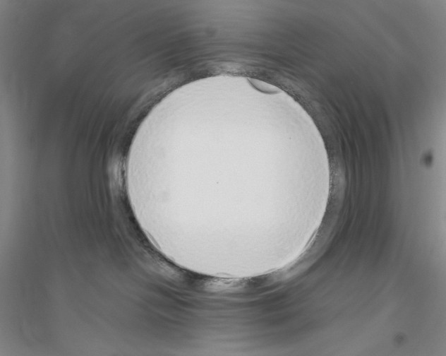 X0000116860094201002021115