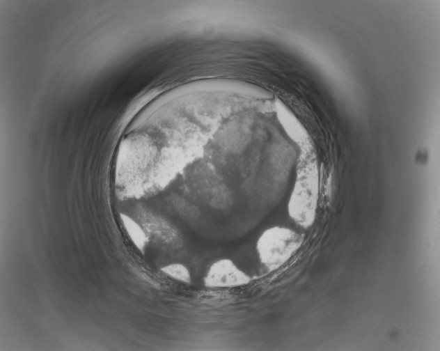 X0000116860099201002021115