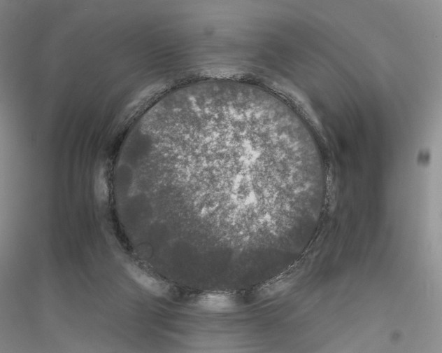 X0000116860114201002021114