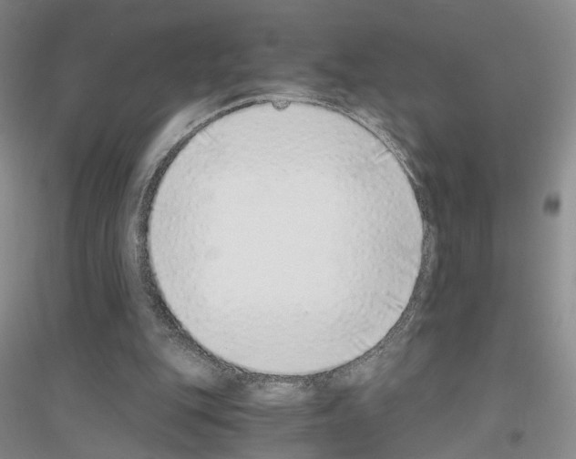 X0000116860151201002021113