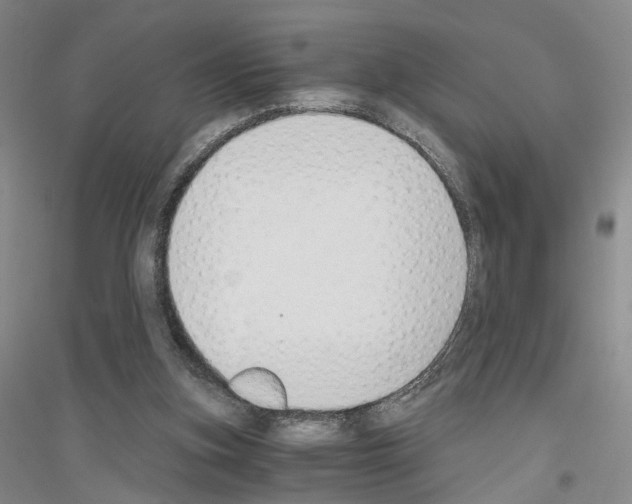 X0000116860155201002021113