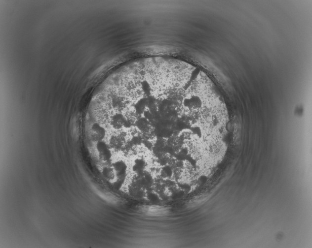 X0000116860165201002021114