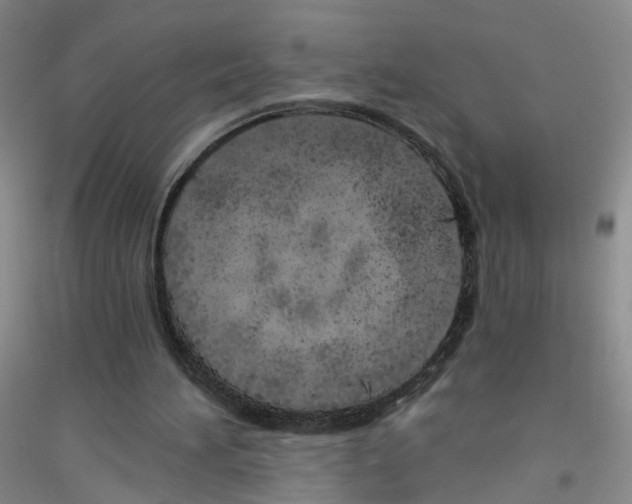 X0000116860196201002021113