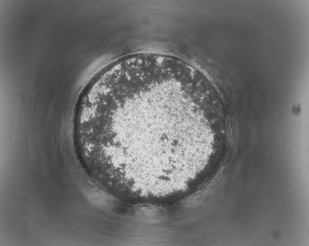 X0000116860199201002021113