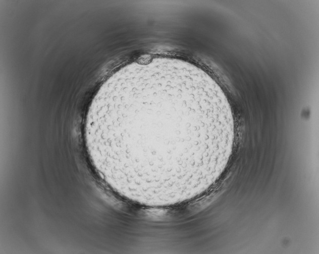 X0000116860265201002021112