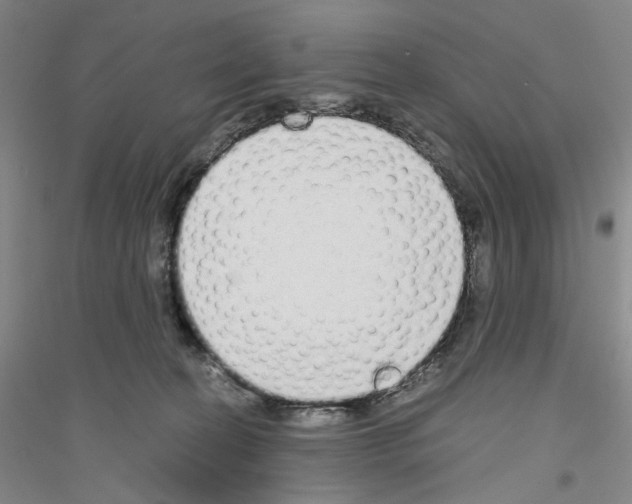 X0000116860274201002021112