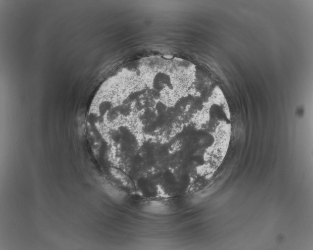 X0000116860285201002021113