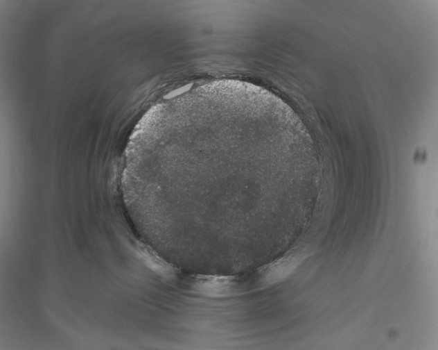 X0000116860288201002021113