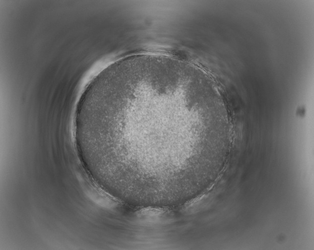 X0000116860294201002021112