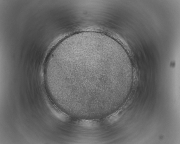 X0000116860298201002021112