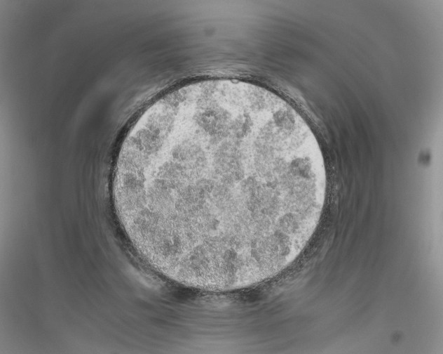 X0000116860299201002021112