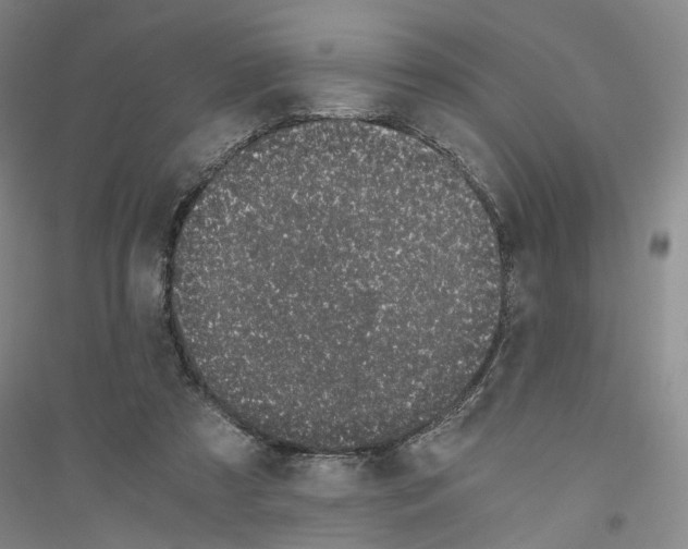 X0000116860305201002021112