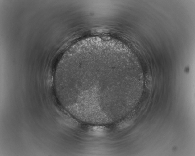 X0000116860324201002021111