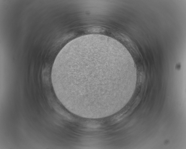 X0000116860326201002021111