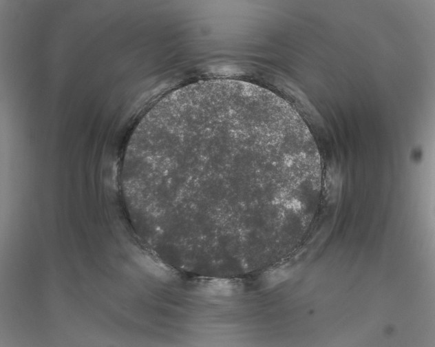 X0000116860330201002021111