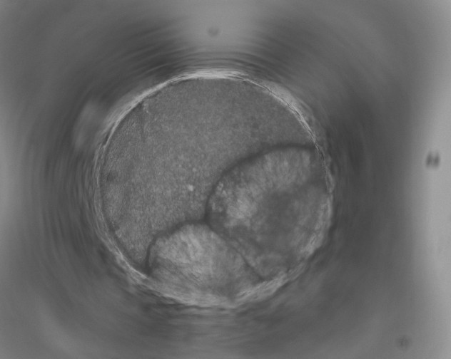 X0000116860337201002021111