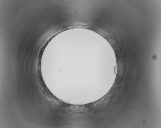 X0000116860338201002021111