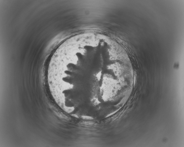 X0000116860339201002021111