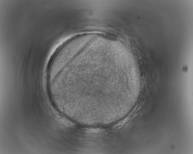 X0000116860342201002021111