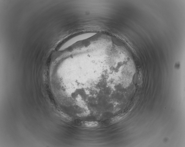 X0000116860355201002021111