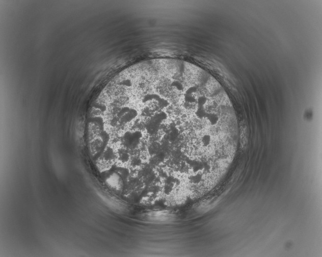 X0000116860365201002021111