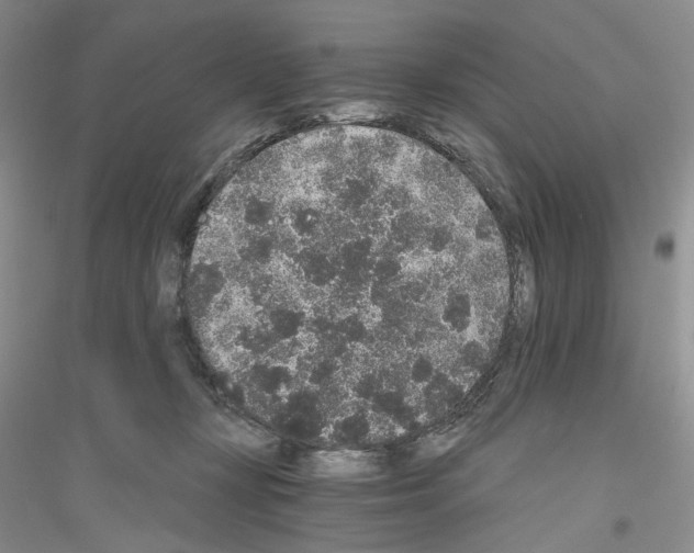 X0000116860367201002021111