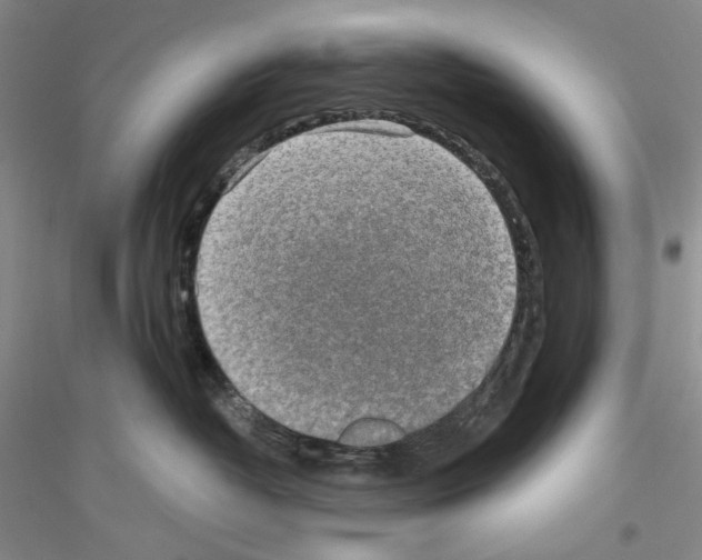 X0000116860382201002021111