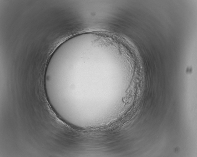 X0000116860385201002021111