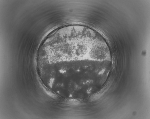 X0000116860390201002021111