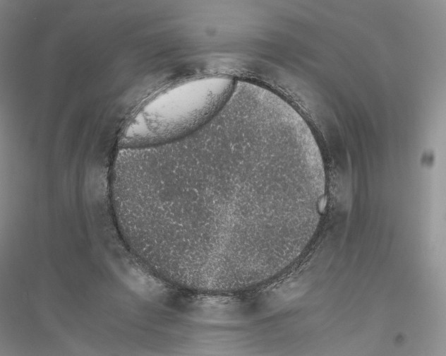 X0000116860401201002021110