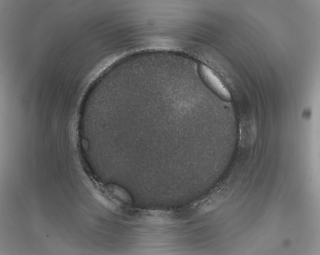 X0000116860436201002021109