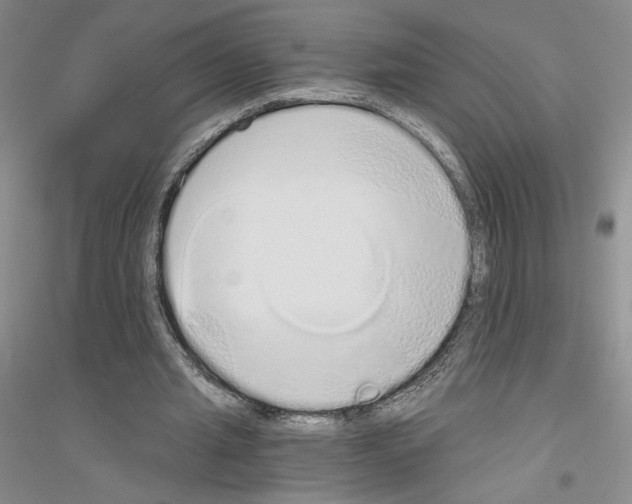 X0000116860437201002021109