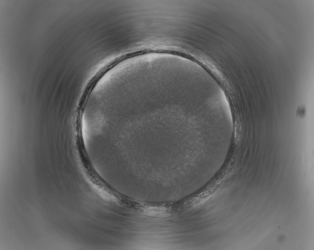 X0000116860438201002021109