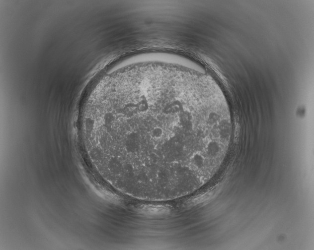 X0000116860443201002021109