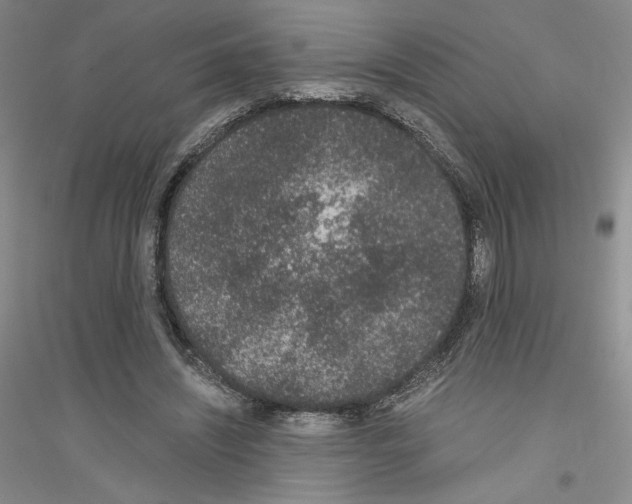 X0000116860444201002021109