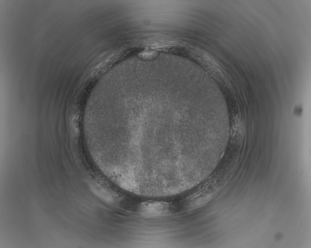 X0000116860452201002021110