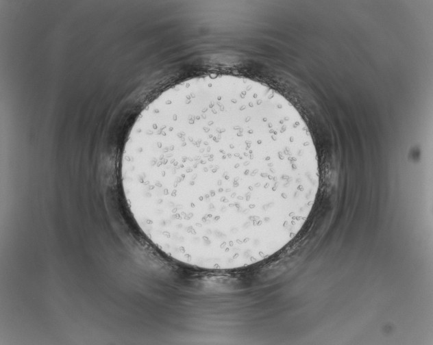 X0000116860468201002021110