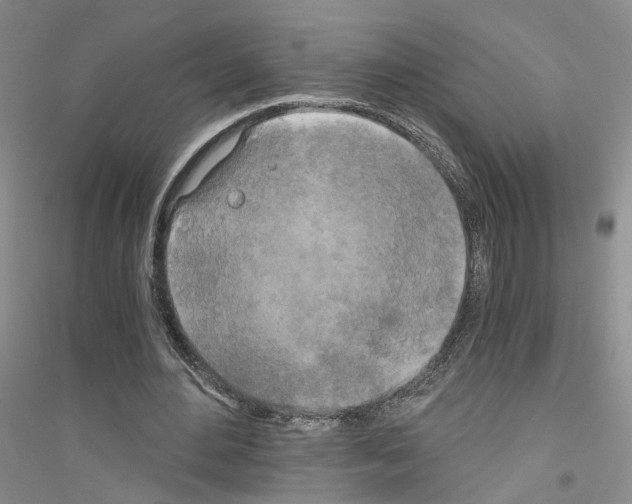 X0000116860484201002021109