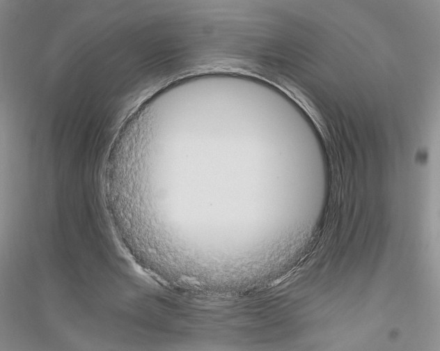 X0000116860485201002021109