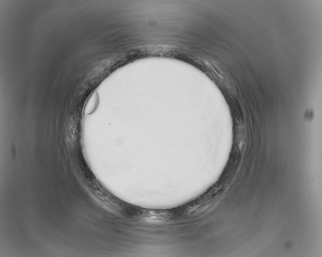 X0000116860495201002021109